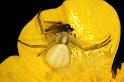 Misumena_vatia_D4932_Z_89_Les Gris_Frankrijk